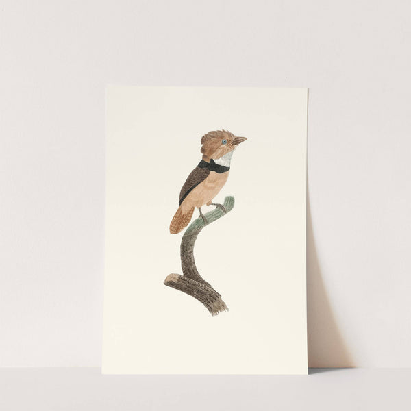 Le Tamatia à collier noir. by Jacques Barraband