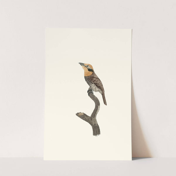 Le Tamatia à gorge rousse. by Jacques Barraband