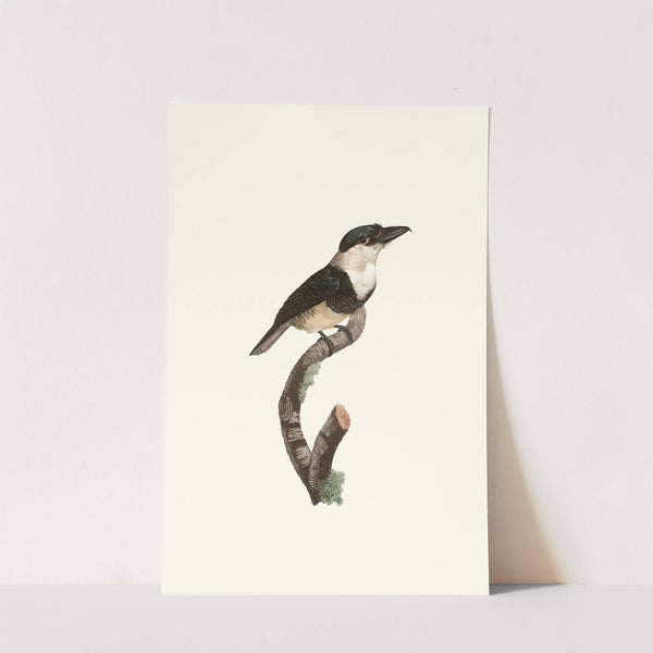 Le Tamatia à plastron noir. by Jacques Barraband