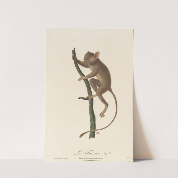 Le Tarsier by Jean-Baptiste Audebert