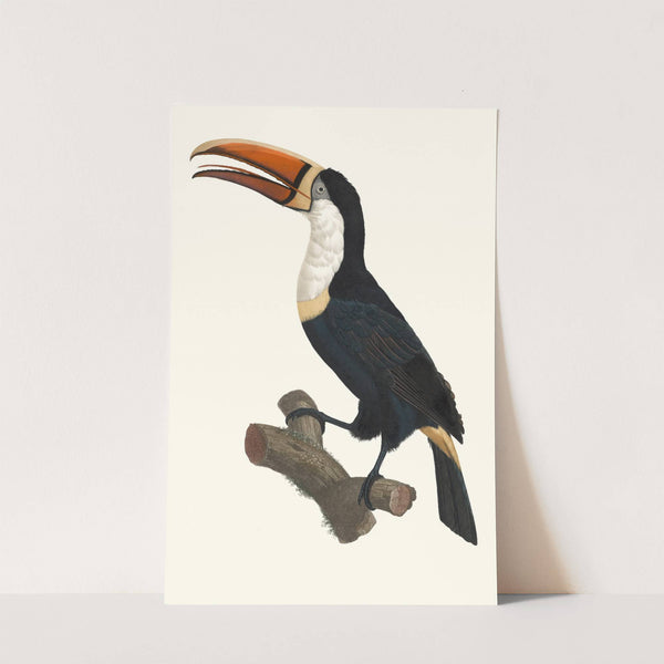 Le Tocan à Collier jaune. by Jacques Barraband