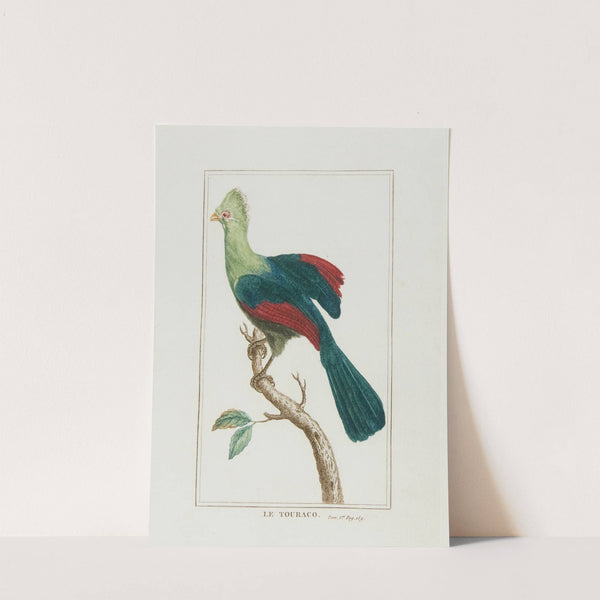 Le touraco (18th century) by François Levaillant