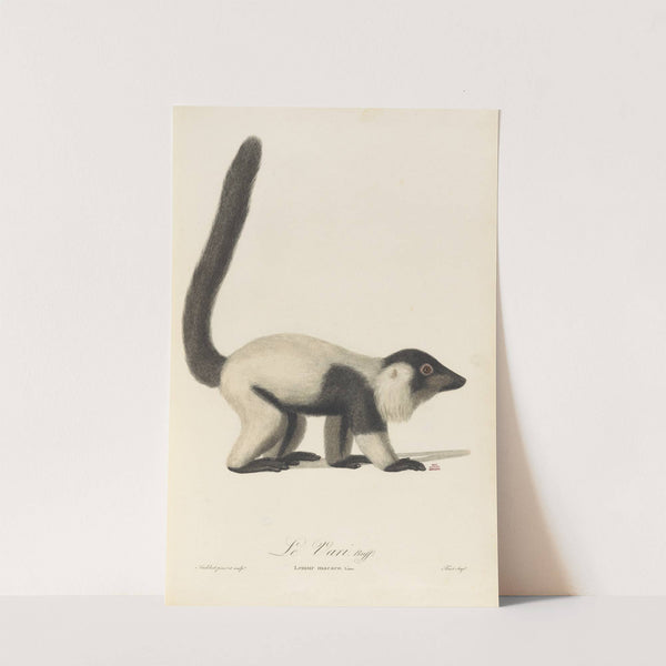 Le Vari by Jean-Baptiste Audebert