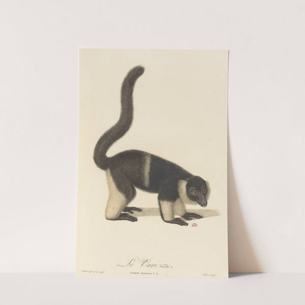 Le Vari variété a by Jean-Baptiste Audebert