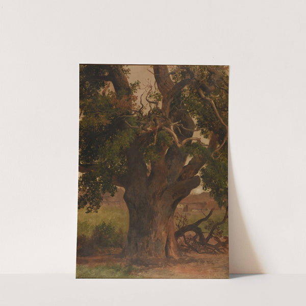 Le Vieux chêne (étude) by Jacques-Raymond Brascassat