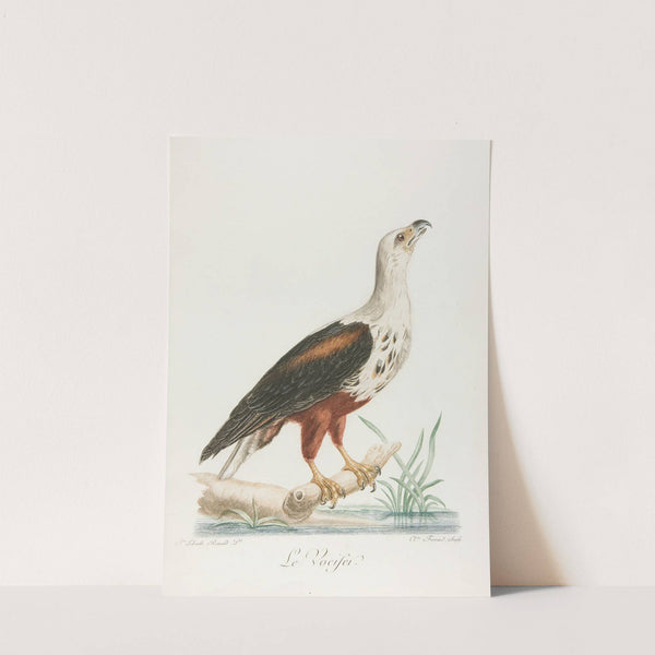 Le vocifer (18th century) by François Levaillant