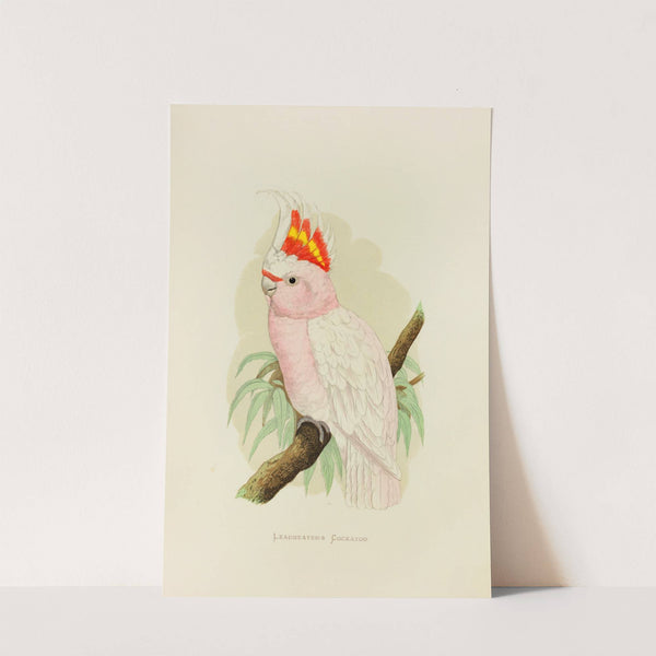 Leadbeater’s Cockatoo (1884-1887) by Alexander Francis Lydon