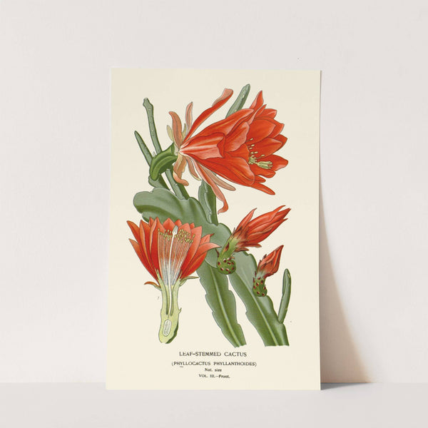 Leaf-Stemmed Cactus (1896-1897) by Edward Step