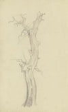 Leafless tree