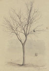 Leafless tree with birds