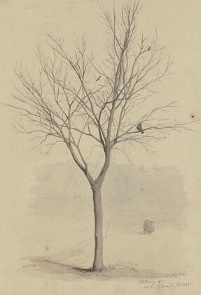 Leafless tree with birds