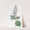 Leafy Mexican Sage (1815-1819) by Sydenham Edwards