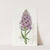 Leafy-spiked Orchis (1815-1819) by Sydenham Edwards