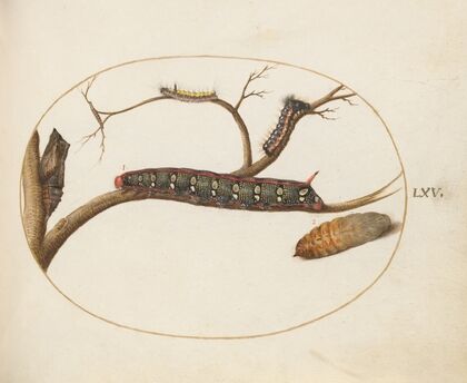 Leafy Spurge Hawkmoth Caterpillar, Gray Dagger Caterpillar, and Pupae (1575-1590)