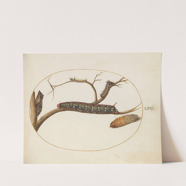 Leafy Spurge Hawkmoth Caterpillar, Gray Dagger Caterpillar, and Pupae (1575-1590) by Joris Hoefnagel