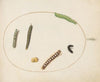 Leafy Spurge Hawkmoth Caterpillar, Mullein Moth Caterpillar, and Other Caterpillars (1575-1590)