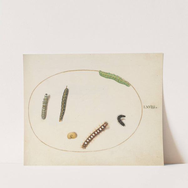 Leafy Spurge Hawkmoth Caterpillar, Mullein Moth Caterpillar, and Other Caterpillars (1575-1590) by Joris Hoefnagel