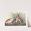 Least bittern by John James Audubon