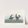 Least stormy-petrel by John James Audubon