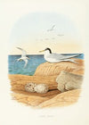 Least Tern