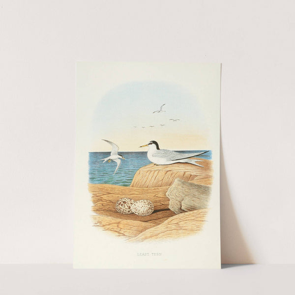 Least Tern (1882) by Edwin L. Sheppard