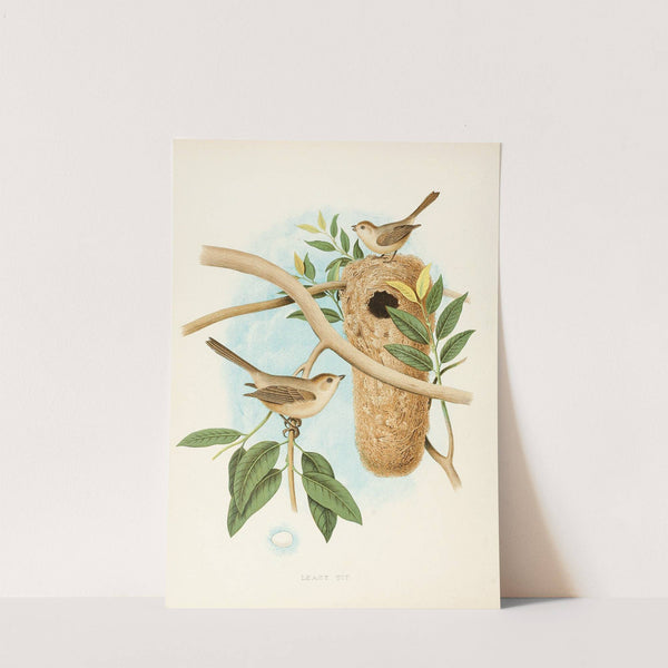 Least Tit (1882) by Edwin L. Sheppard