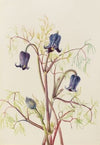 Leather Flower (Clematis hirsutissima) (ca. 1930s)