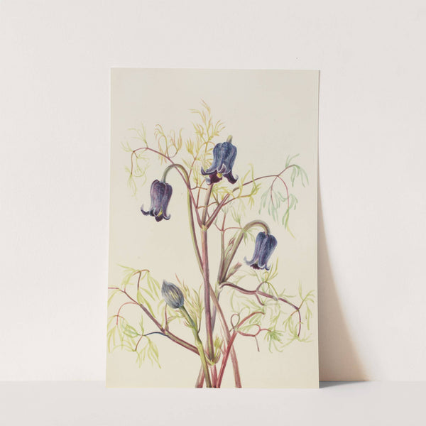 Leather Flower (Clematis hirsutissima) (ca. 1930s) by Mary Vaux Walcott