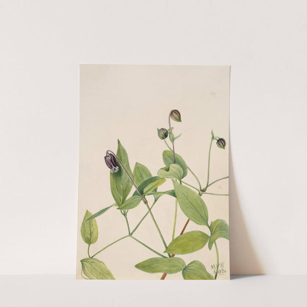 Leather Flower (Clematis viorna) (1920) by Mary Vaux Walcott