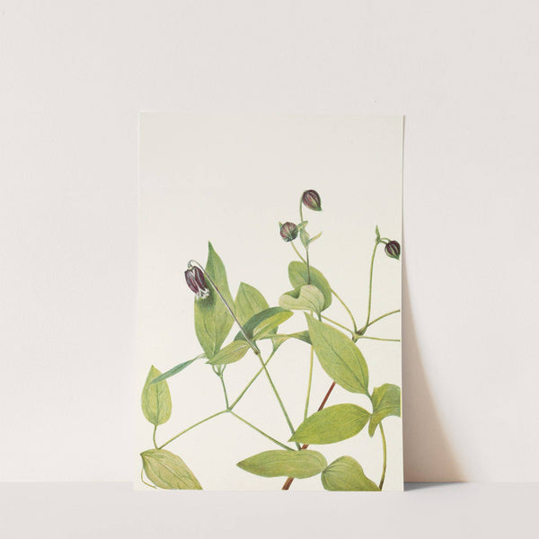 Leatherflower. (Clematis viorna) (1925) by Mary Vaux Walcott