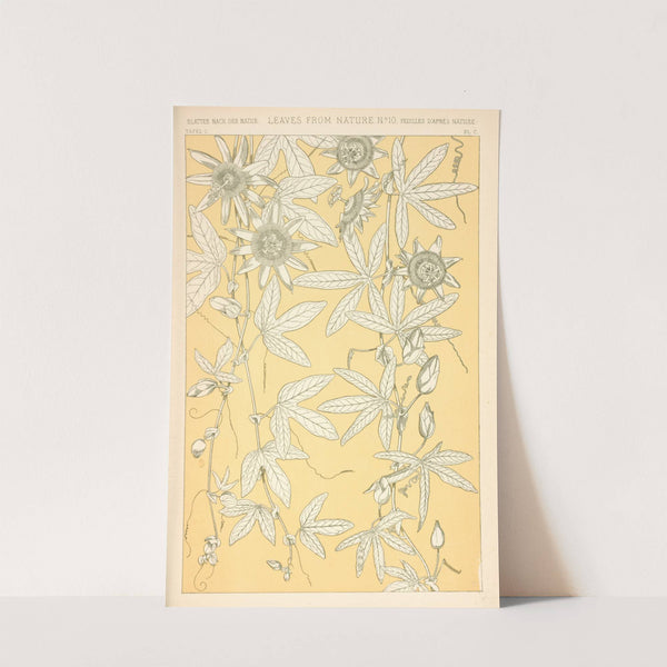 Leaves from Nature No. 10 (1910) by Owen Jones