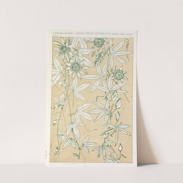 Leaves from Nature No.10 (1856) by Owen Jones