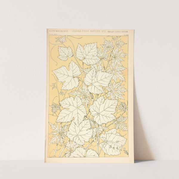 Leaves from Nature No. 2 (1910) by Owen Jones