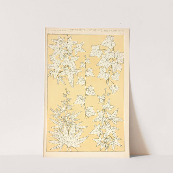 Leaves from Nature No. 3 (1910) by Owen Jones