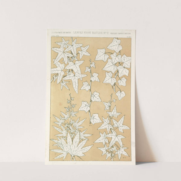 Leaves from Nature No.3 (1856) by Owen Jones