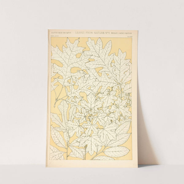 Leaves from Nature No. 4 (1910) by Owen Jones