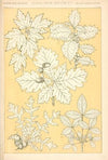 Leaves from Nature No. 5 (1910)