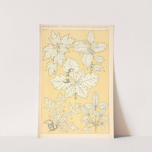 Leaves from Nature No. 5 (1910) by Owen Jones