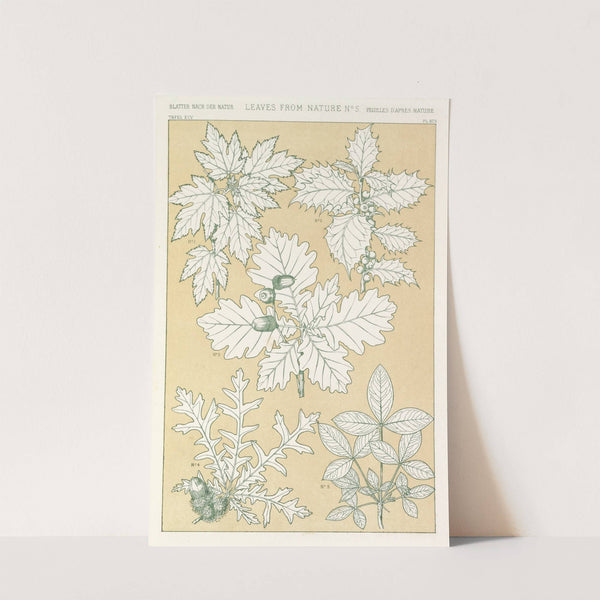 Leaves from Nature No.5 (1856) by Owen Jones