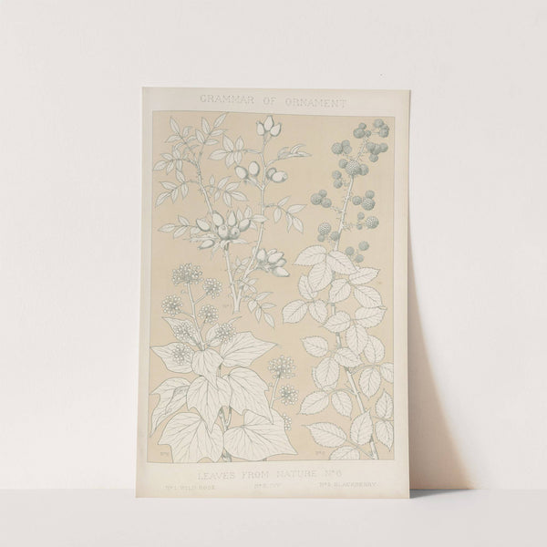 Leaves from Nature No. 6 (1856) by Owen Jones