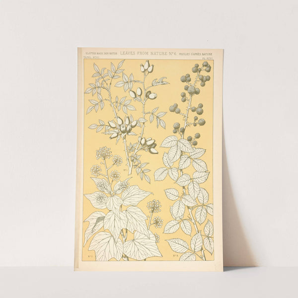 Leaves from Nature No. 6 (1910) by Owen Jones