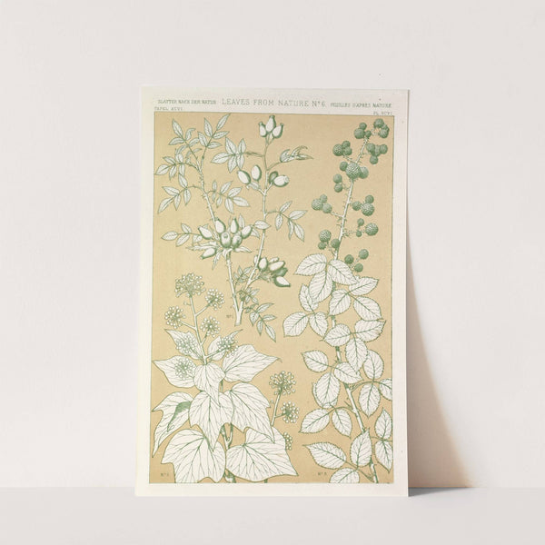 Leaves from Nature No.6 (1856) by Owen Jones