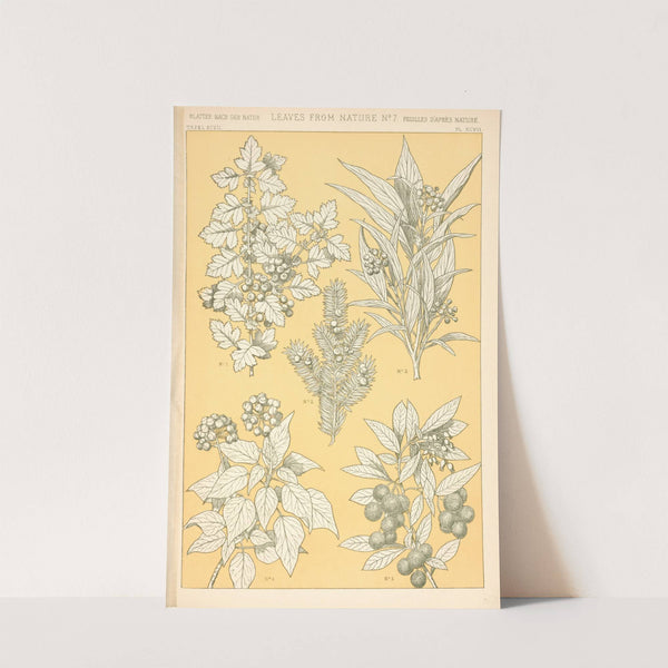 Leaves from Nature No. 7 (1910) by Owen Jones