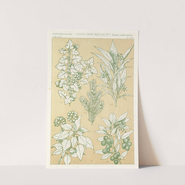 Leaves from Nature No.7 (1856) by Owen Jones