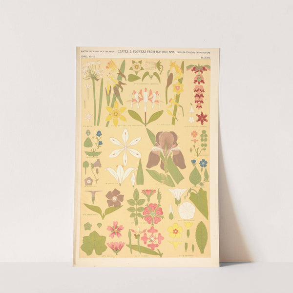 Leaves from Nature No. 8 (1910) by Owen Jones