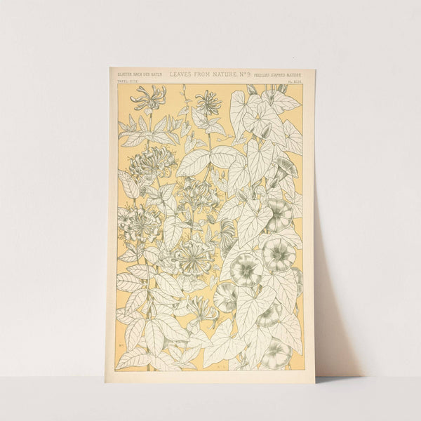 Leaves from Nature No. 9 (1910) by Owen Jones