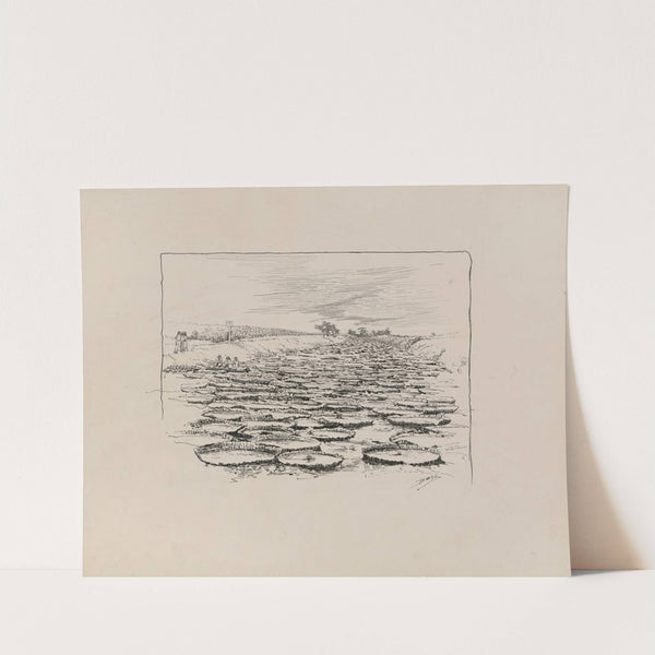 Leaves of ‘Victoria Regia’ (1882-1886) by Milton J. Burns