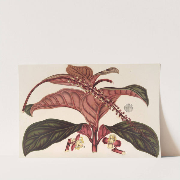 Ledenbergia roseo-ænea by Charles Antoine Lemaire