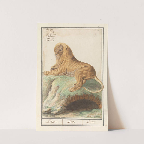 Leeuw (Panthera leo) Leeuw. Leo. Lion. (1596-1610) by Anselmus Boëtius de Boodt