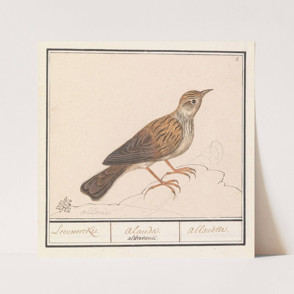 Leeuwerik (Alaudidae) (1596-1610) by Anselmus Boëtius de Boodt